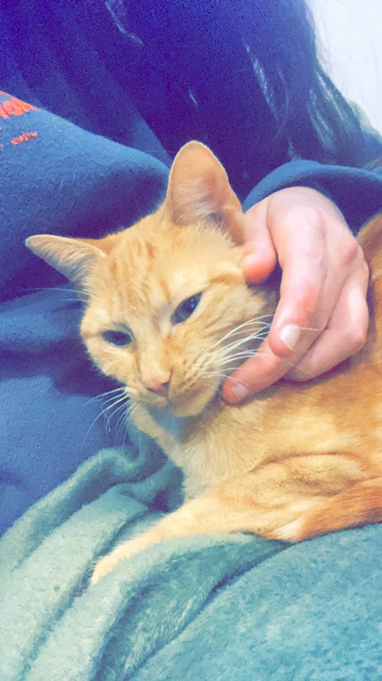 Akira participe au concours pour gagner de l'argent avec cette photo : carnivore, cat, claw, comfort, domestic_short_haired_cat, ear, electric_blue, fawn, felidae, fur, gesture, human_leg, lap, nail, paw, small_to_medium_sized_cats, snout, thumb, whiskers, window