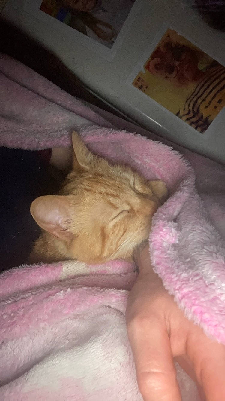 Akira participe au concours pour gagner de l'argent avec cette photo : carnivore, cat, claw, comfort, domestic_short_haired_cat, fawn, felidae, fur, human_leg, linens, nail, nap, paw, pink, sleep, small_to_medium_sized_cats, snout, tail, whiskers, wrinkle