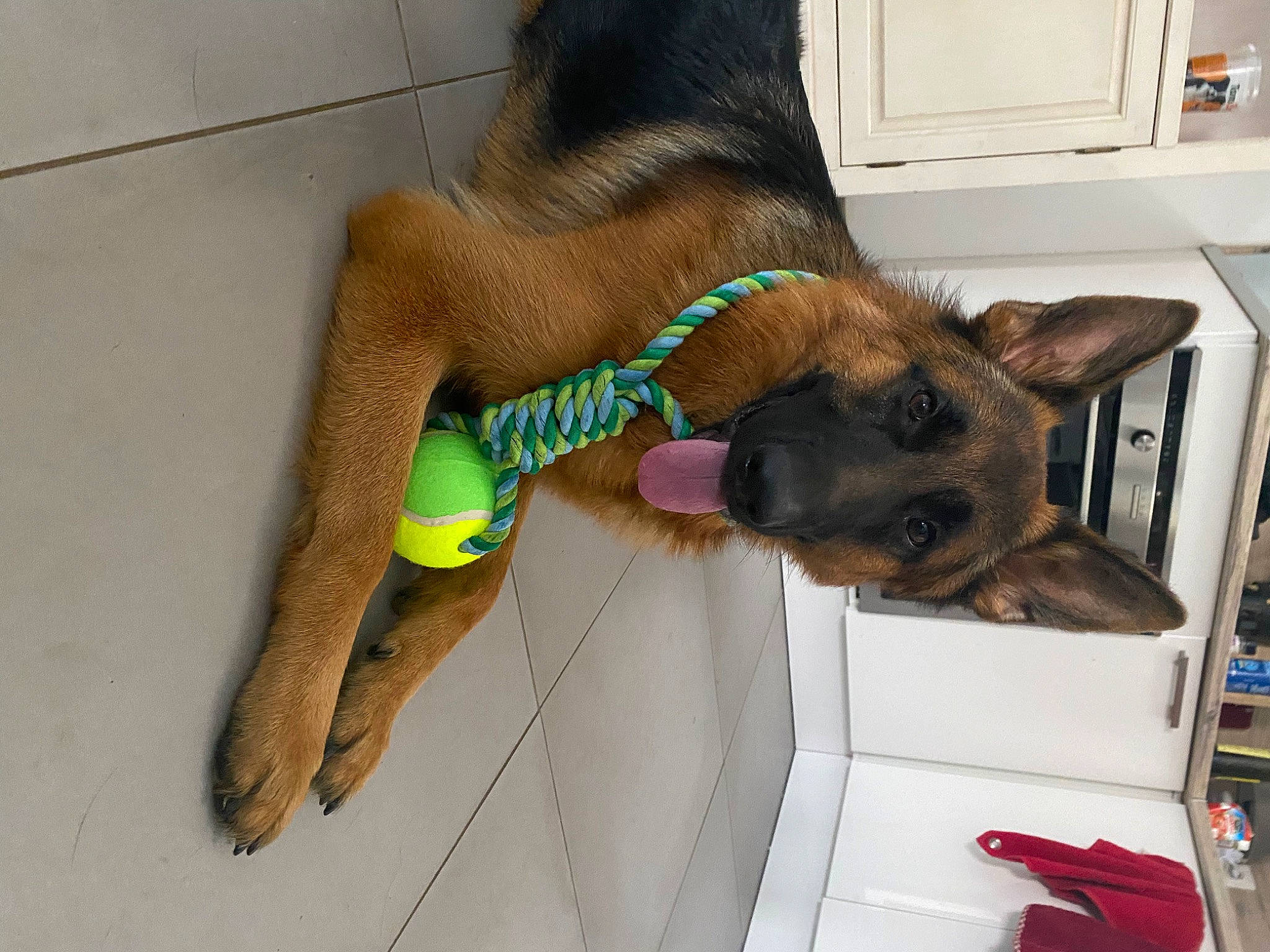 Phantom participe au concours pour gagner de l'argent avec cette photo : belgian_shepherd_malinois, canidae, carnivore, dog, dog_breed, ear, fawn, german_shepherd_dog, snout, sporting_group