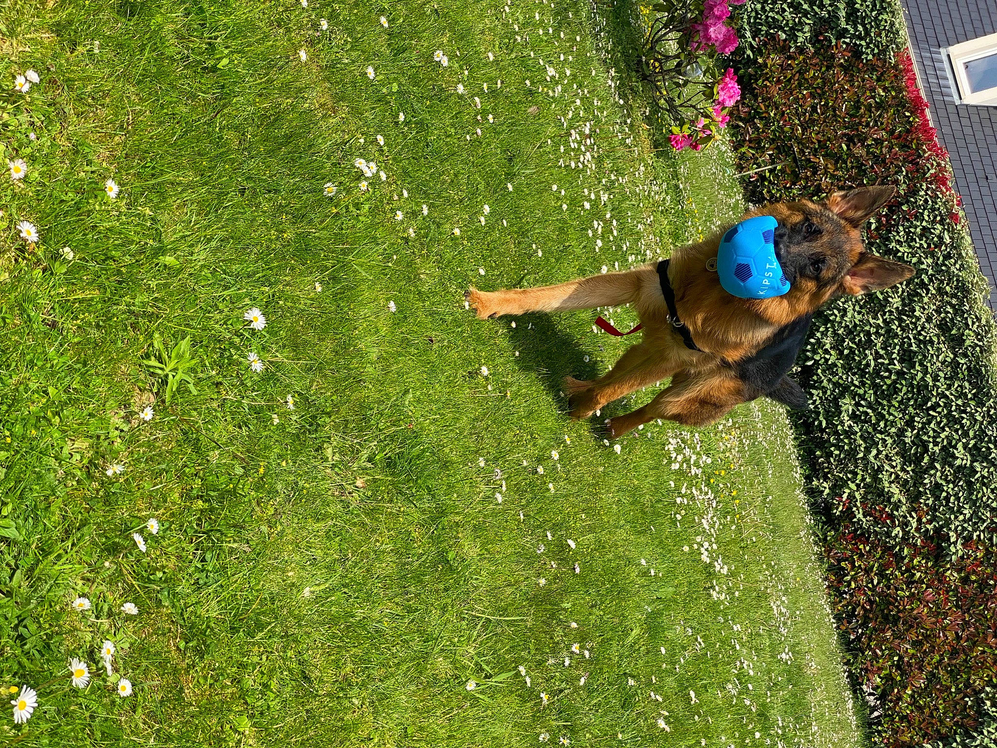 Phantom a rejoint le concours — aidez-le/la à gagner de superbes lots ! canidae, fawn, fun, grass, grass_family, green, lawn, leaf, leisure, plant, sporting_group