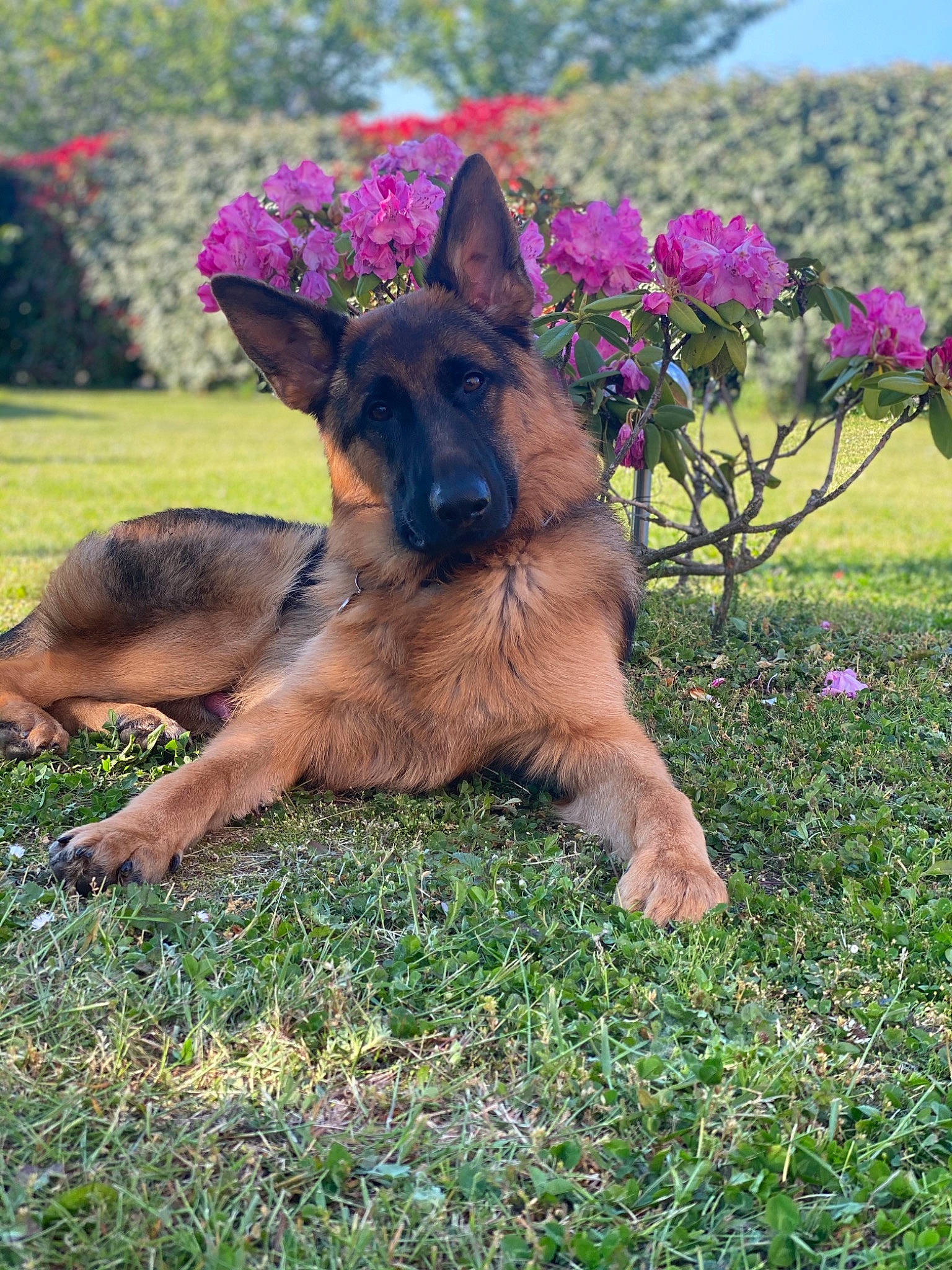 Phantom a rejoint le concours — aidez-le/la à gagner de superbes lots ! belgian_shepherd, belgian_shepherd_malinois, canidae, carnivore, dog, dog_breed, east_european_shepherd, fawn, flower, german_shepherd_dog, grass, king_shepherd, kunming_wolfdog, mammal, old_german_shepherd_dog, plant, rare_breed_dog, shiloh_shepherd_dog, vertebrate, working_dog