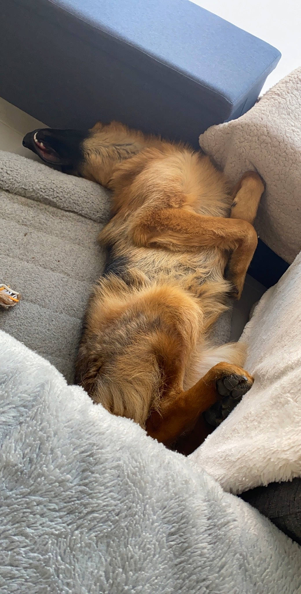 Phantom participe au concours pour gagner de l'argent avec cette photo : canidae, carnivore, companion_dog, dog, dog_breed, fawn, fur, nap, pomeranian, puppy, sleep