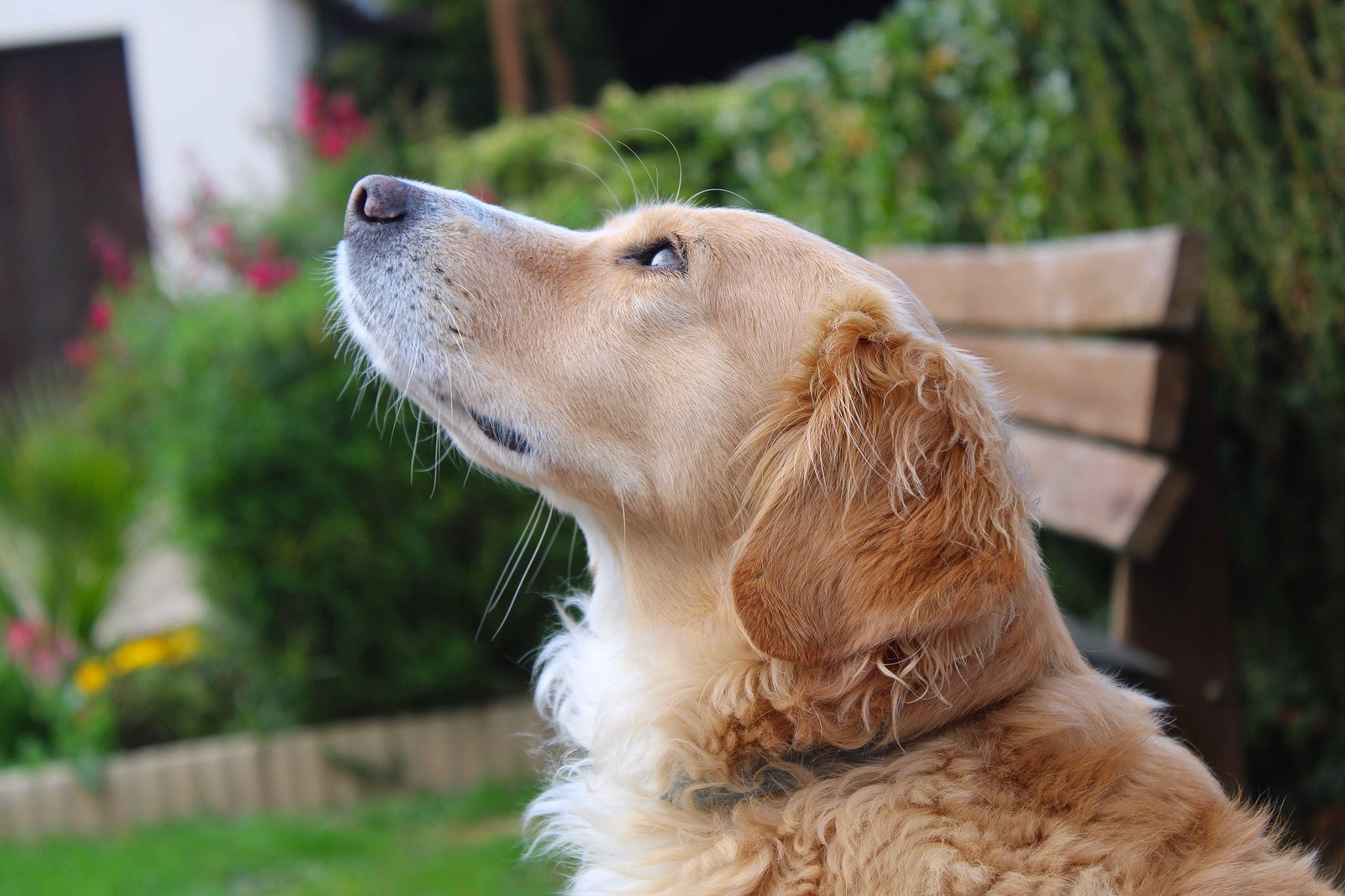 Lena participe au concours pour gagner de l'argent avec cette photo : canidae, carnivore, collar, companion_dog, dog, dog_breed, dog_collar, english_setter, fawn, fur, grass, gun_dog, plant, retriever, snout, sporting_group, terrestrial_animal, whiskers, wood, working_dog