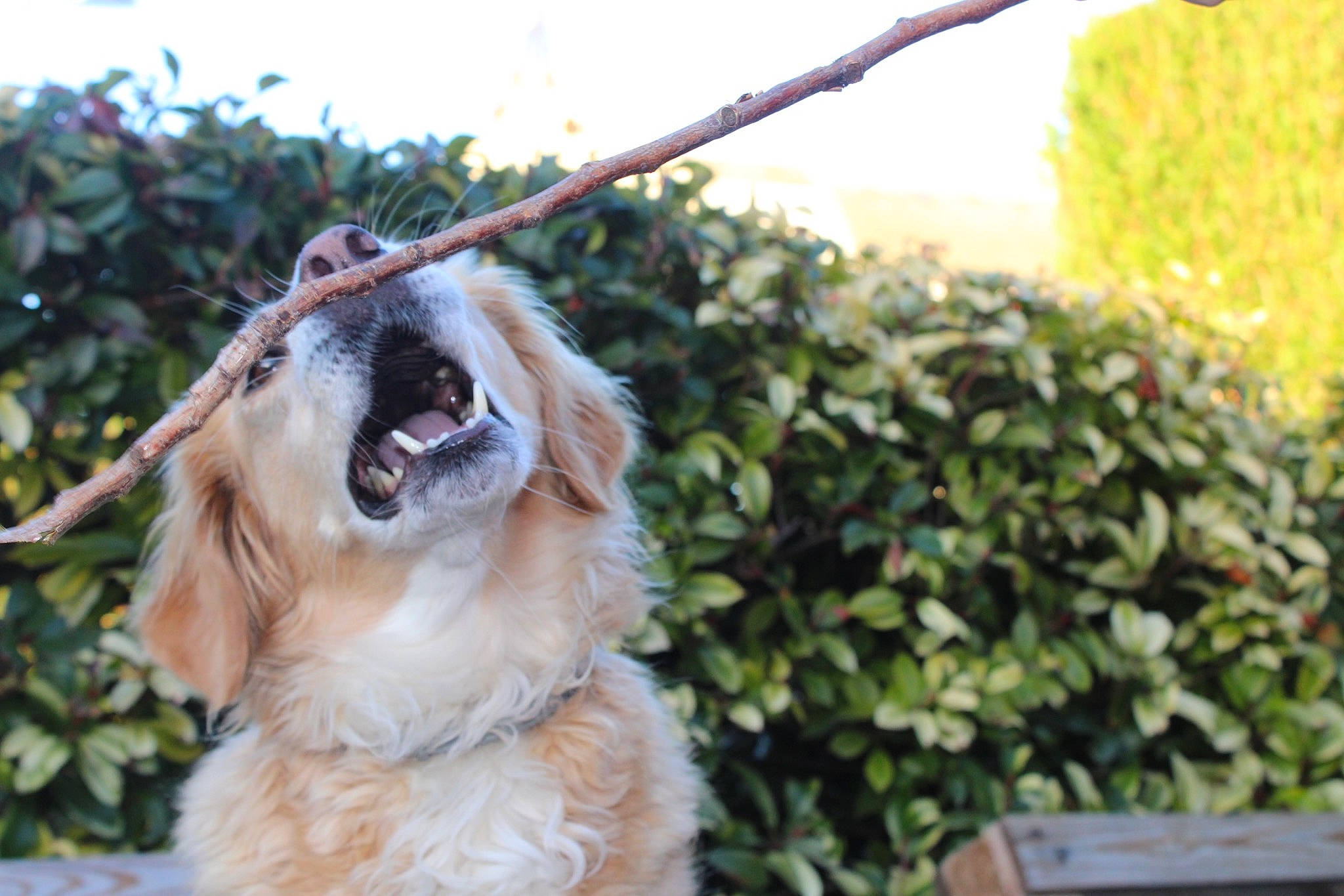 Lena participe au concours pour gagner de l'argent avec cette photo : canidae, carnivore, collar, companion_dog, dog, dog_breed, dog_collar, fang, fawn, fur, grass, gun_dog, pet_supply, plant, snout, sporting_group, tree, whiskers, wildlife, yawn