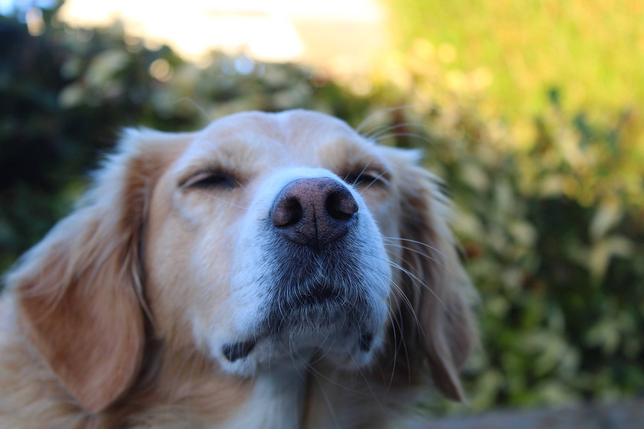 Lena participe au concours pour gagner de l'argent avec cette photo : canidae, carnivore, close_up, companion_dog, dog, dog_breed, fawn, fur, grass, gun_dog, liver, plant, puppy, retriever, snout, sporting_group, terrestrial_animal, whiskers, wood