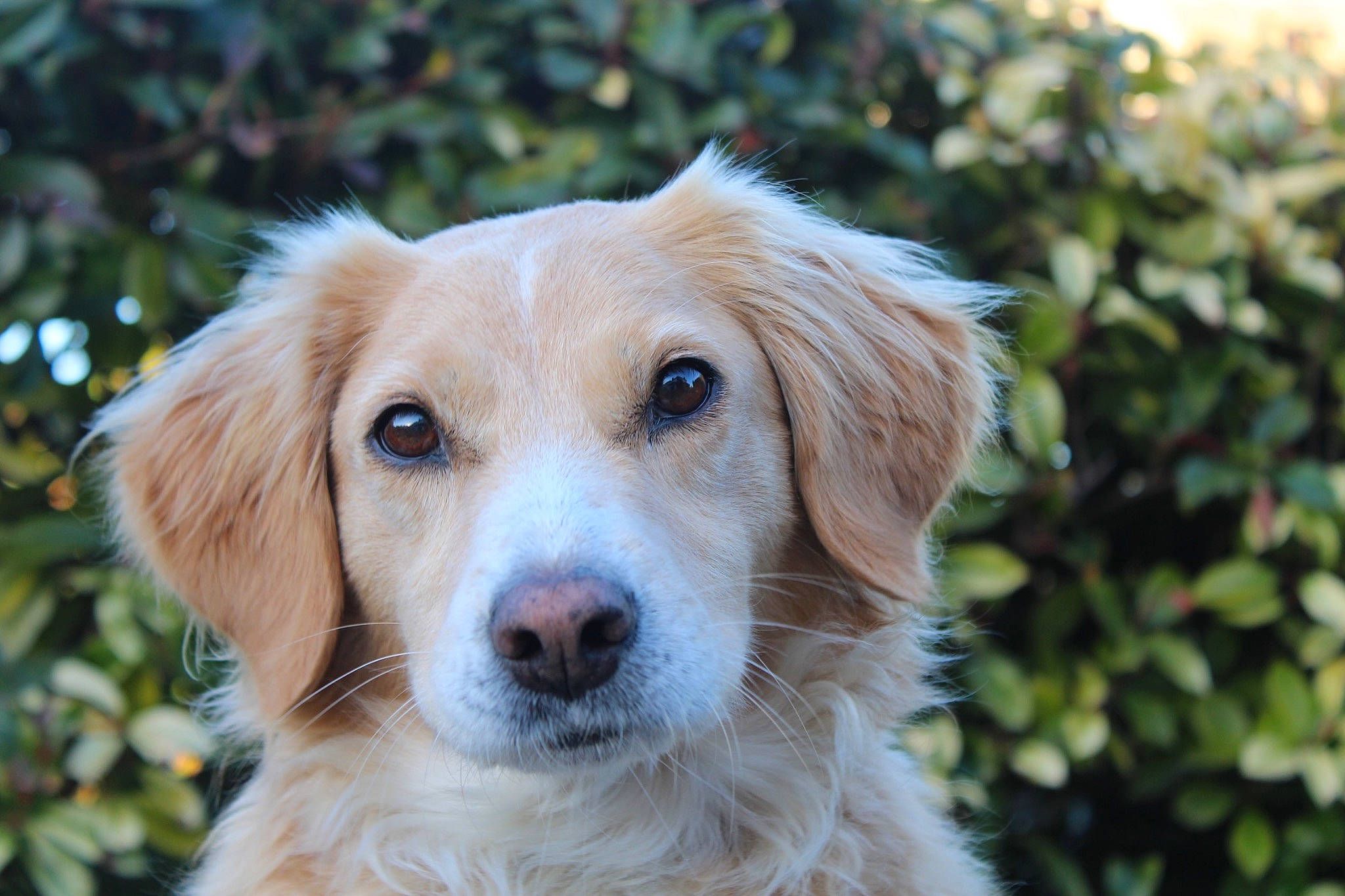 Lena a rejoint le concours — aidez-le/la à gagner de superbes lots ! canidae, carnivore, companion_dog, dog, dog_breed, fawn, forest, fur, grass, gun_dog, plant, puppy, snout, sporting_group, terrestrial_animal, tree, whiskers, wildlife
