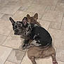 dog, two_dogs, tile_floor, indoor, puppy, speckled_coat, brown_coat, pets, animal, sitting, laying_down, playful, funny_pose, ears_up, looking_at_camera, cute, companion, floor, resting, domestic