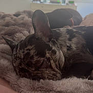 Luna joined the competition — help win amazing prizes! animal, background, bed, blanket, canine, companion, cozy, dog, domestic_animal, french_bulldog, fur, indoor, mammal, pet, relaxing, resting, sleeping, soft_light, two_dogs, window