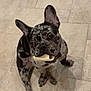 Luna joined the competition — help win amazing prizes! dog, puppy, french_bulldog, merle, bone, pet, indoor, tile_floor, ears, cute, animal, canine, playful, looking_up, sitting, muzzle, black_spots, young, companion, domestic