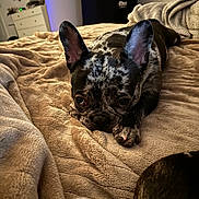 Luna joined the competition — help win amazing prizes! dog, puppy, french_bulldog, brindle, bedroom, blanket, cozy, resting, cute, pet, animal, indoor, soft_lighting, fur, ears, paw, face, home, relaxing, sleepy