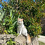 cat, animal, outdoor, sunlight, greenery, stone_wall, fluffy, tail, nature, blue_sky, plant, leaf, pet, feline, daylight, garden, sitting, fur, cute, calm