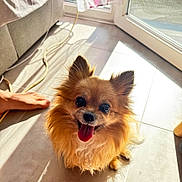 Ilona a rejoint le concours — aidez-le/la à gagner de superbes lots ! dog, small_dog, fluffy, tongue_out, happy, indoor, sunlight, tile_floor, glass_door, curtain, foot, cable, pet, companion, cute, home, bright, shadow, fur, animal
