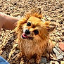 dog, wet_fur, small_dog, outdoor, rocks, tongue_out, happy, pet, animal, brown_fur, close_up, sunlight, paw, looking_up, cute, ears_up, tongue, nature, playing, human_arm