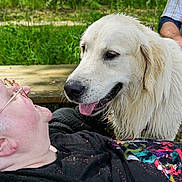 Vulcain a rejoint le concours — aidez-le/la à gagner de superbes lots ! dog, golden_retriever, elderly_person, glasses, outdoor, nature, grass, bench, pet, wet_fur, happy, smiling, affection, human, animal, face, closeup, interaction, daylight, casual_clothing