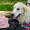 dog, golden_retriever, elderly_person, glasses, outdoor, nature, grass, bench, pet, wet_fur, happy, smiling, affection, human, animal, face, closeup, interaction, daylight, casual_clothing