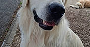 Vulcain a rejoint le concours — aidez-le/la à gagner de superbes lots ! dog, golden_retriever, pet, animal, outdoor, gravel, street, suburban, house, van, sidewalk, fence, canine, friendly, happy, sitting, lying_down, daylight, nature, portrait