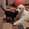 Vulcain a rejoint le concours — aidez-le/la à gagner de superbes lots ! dog, cat, indoor, tile_floor, exercise_ball, pet, white_dog, black_cat, animal, floor, companion, friendship, cute, furry, nose_touching, domestic, home, animal_interaction, paw, quiet