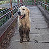 Vulcain participe au concours pour gagner de l'argent avec cette photo : dog, golden_retriever, muddy, bridge, concrete, outdoor, happy, tongue_out, railings, greenery, trees, daylight, pet, animal, canine, nature, footprints, pathway, playful, wet