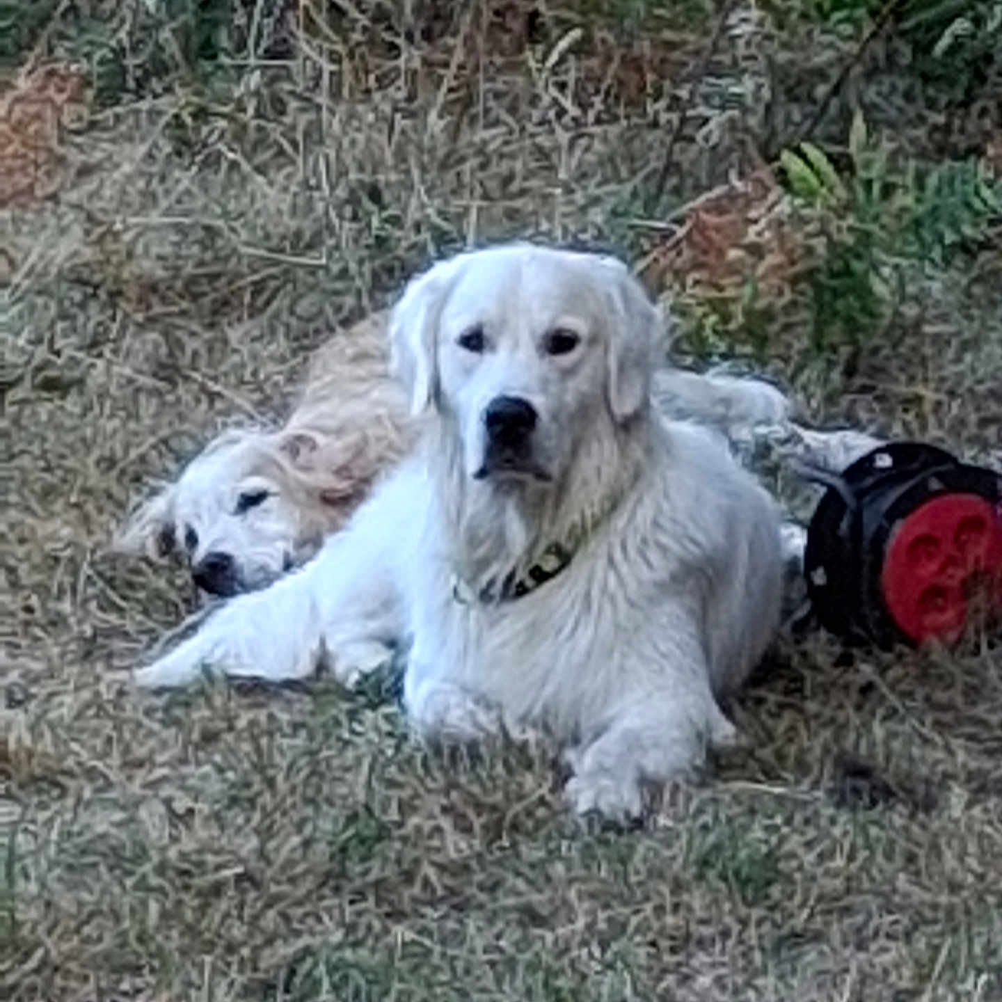 Vulcain participe au concours pour gagner de l'argent avec cette photo : dog, golden_retriever, outdoor, grass, animal, pet, lying_down, resting, sleeping, nature, canine, fur, companion, relaxed, toy, playful, mammal, friendship, summer, daytime