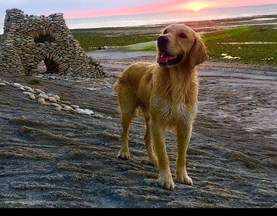 Gypsy participe au concours pour gagner de l'argent avec cette photo : beach, body_of_water, canidae, carnivore, cloud, companion_dog, dog, dog_breed, fawn, gun_dog, horizon, ocean, retriever, sky, snout, tail, water, wind_wave, working_animal, working_dog