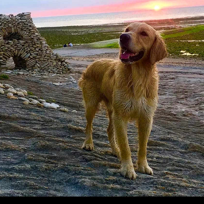 Gypsy