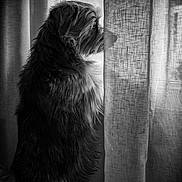 Oneil participe au concours pour gagner de l'argent avec cette photo : animal, black_and_white, companion, curtain, cute, dog, domestic, fur, indoor, looking_out, monochrome, pet, quiet, shadow, side_view, silhouette, soft_light, still_life, texture, window