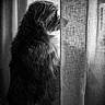 animal, black_and_white, companion, curtain, cute, dog, domestic, fur, indoor, looking_out, monochrome, pet, quiet, shadow, side_view, silhouette, soft_light, still_life, texture, window