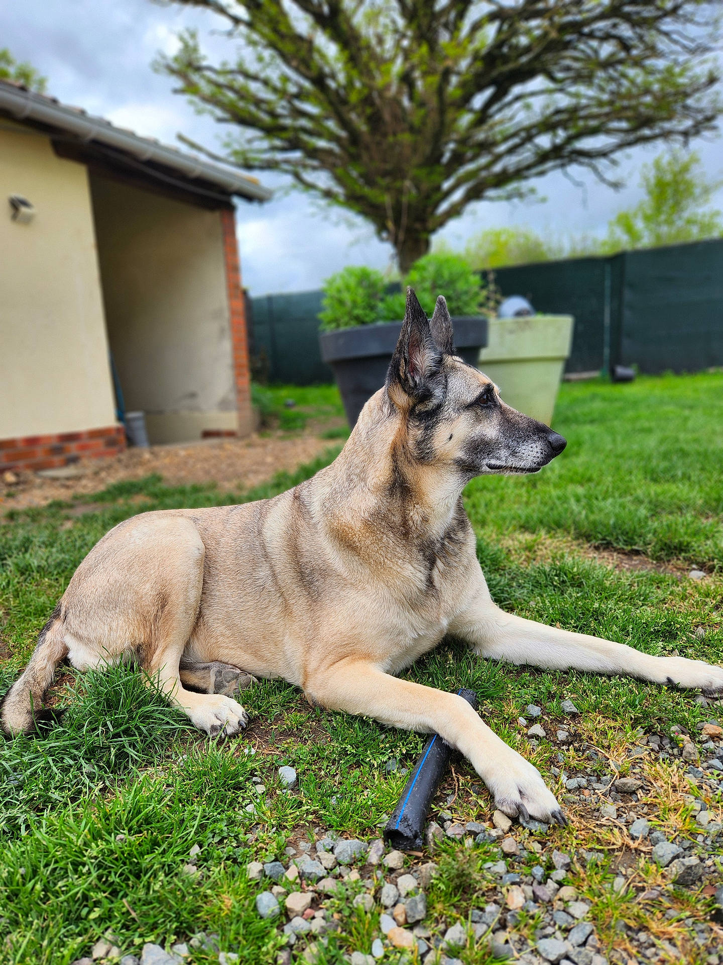 Lova participe au concours pour gagner de l'argent avec cette photo : animal, architecture, backyard, building, canine, dog, flagstone, germanshepherd, grass, nature, outdoors, path, pet, plant, rubble, shelter, slate, tree, walkway, yard