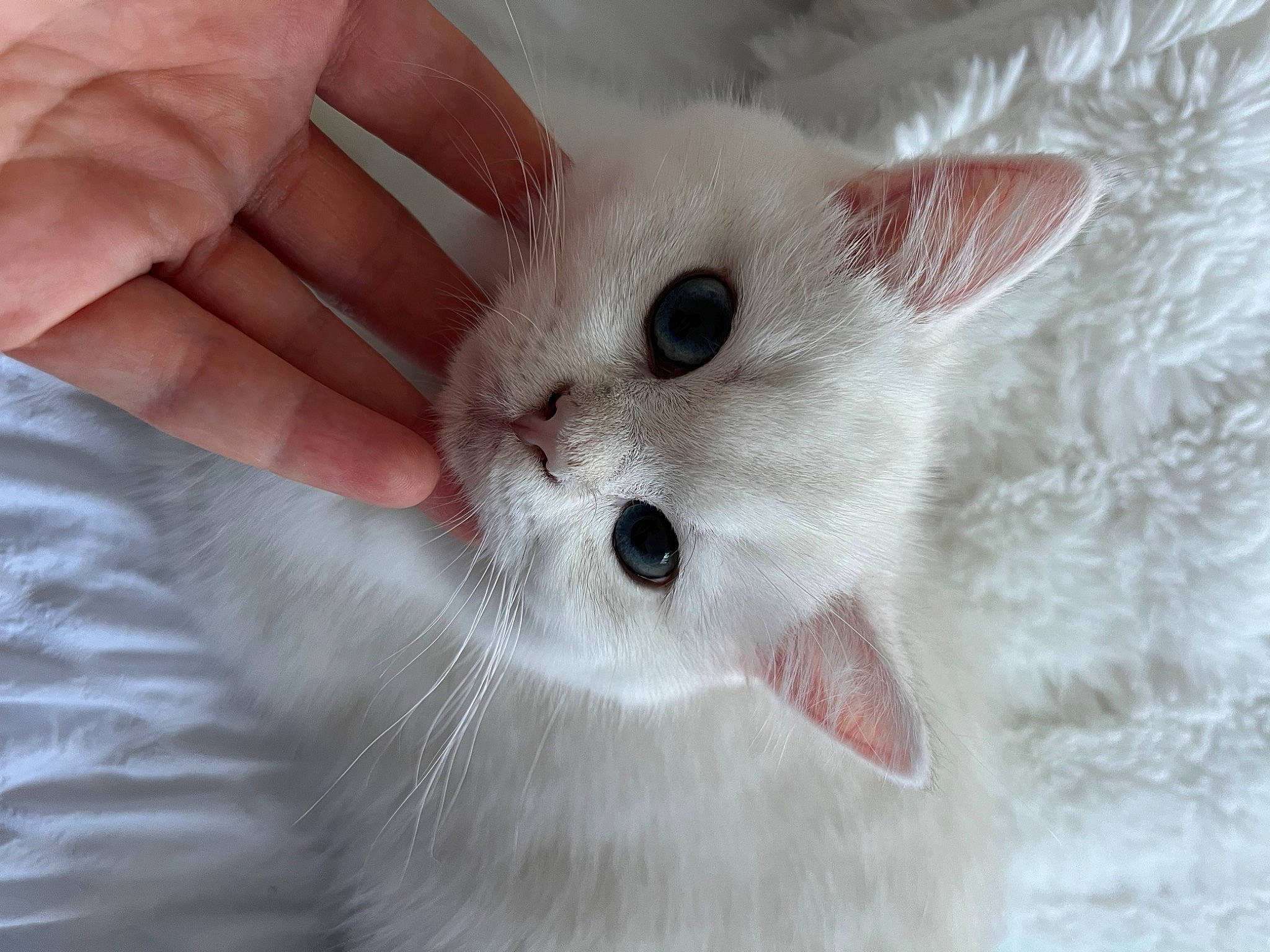 Flocon a rejoint le concours — aidez-le/la à gagner de superbes lots ! carnivore, cat, claw, domestic_short_haired_cat, fang, fawn, felidae, fur, hand, nail, paw, small_to_medium_sized_cats, snout, whiskers