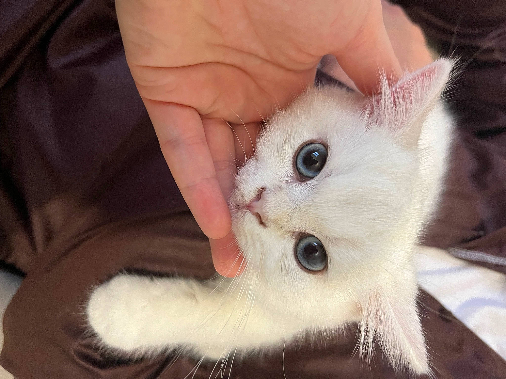 Flocon a rejoint le concours — aidez-le/la à gagner de superbes lots ! carnivore, cat, claw, comfort, domestic_short_haired_cat, eyelash, fawn, felidae, foot, fur, gesture, nail, paw, service, small_to_medium_sized_cats, snout, whiskers