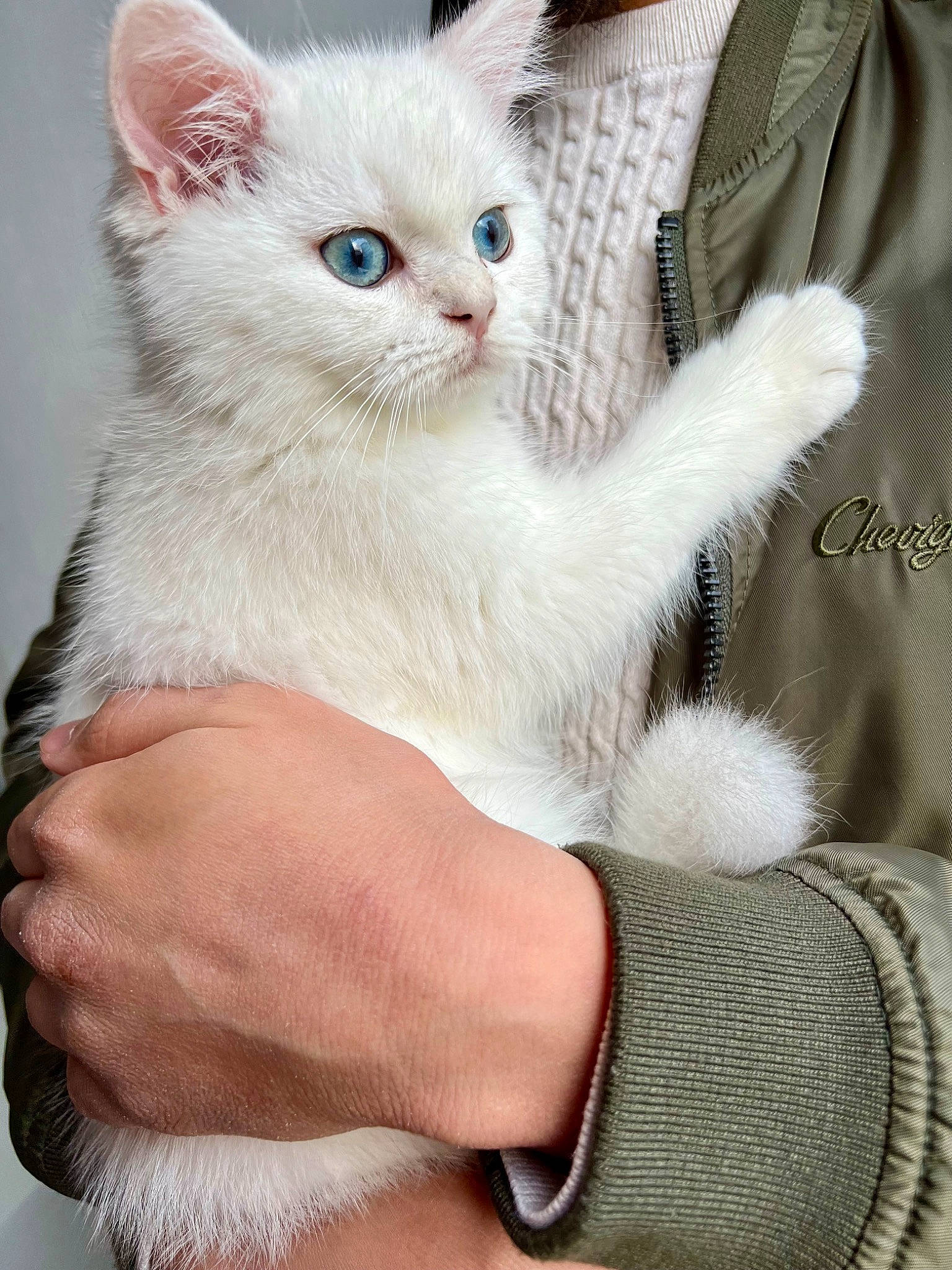 Flocon a rejoint le concours — aidez-le/la à gagner de superbes lots ! carnivore, cat, cat_supply, claw, comfort, domestic_short_haired_cat, fawn, felidae, fur, gesture, nail, paw, small_to_medium_sized_cats, tail, whiskers