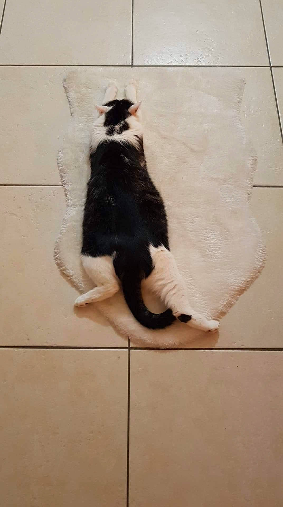 Chips participe au concours pour gagner de l'argent avec cette photo : carnivore, cat, dress, eyewear, felidae, floor, flooring, foot, fur, headgear, human_body, human_leg, small_to_medium_sized_cats, snout, sunglasses, tail, tints_and_shades, wall, whiskers, wood