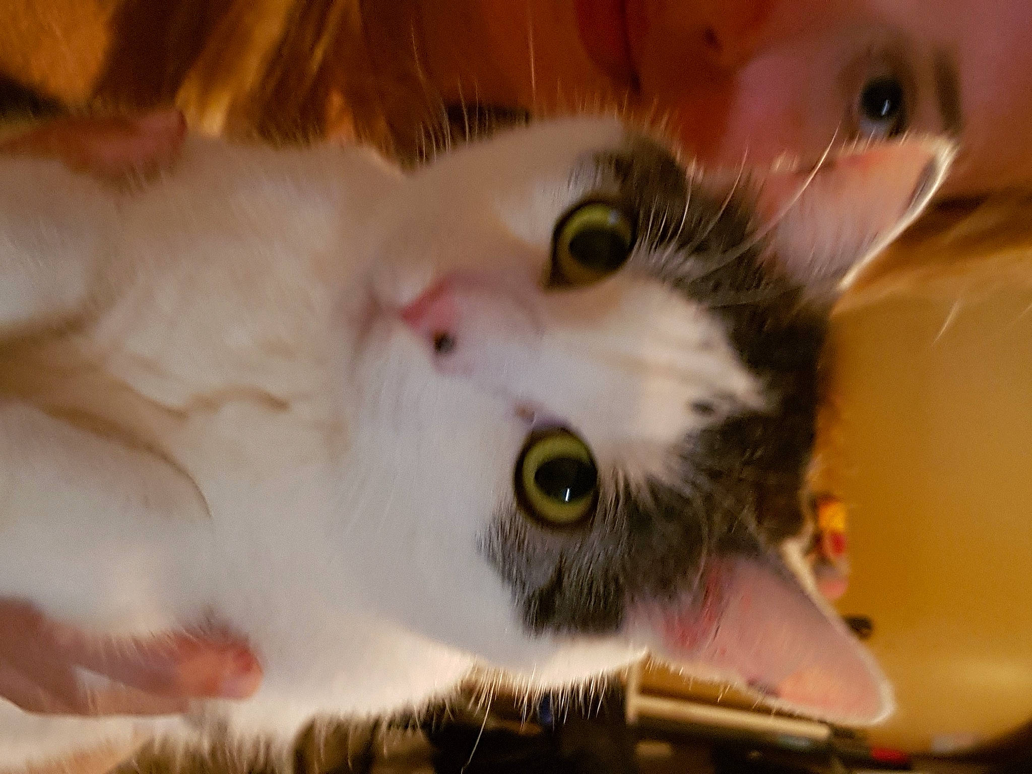 Chips a rejoint le concours — aidez-le/la à gagner de superbes lots ! carnivore, cat, close_up, domestic_short_haired_cat, eyelash, fawn, felidae, fur, iris, small_to_medium_sized_cats, snout, whiskers