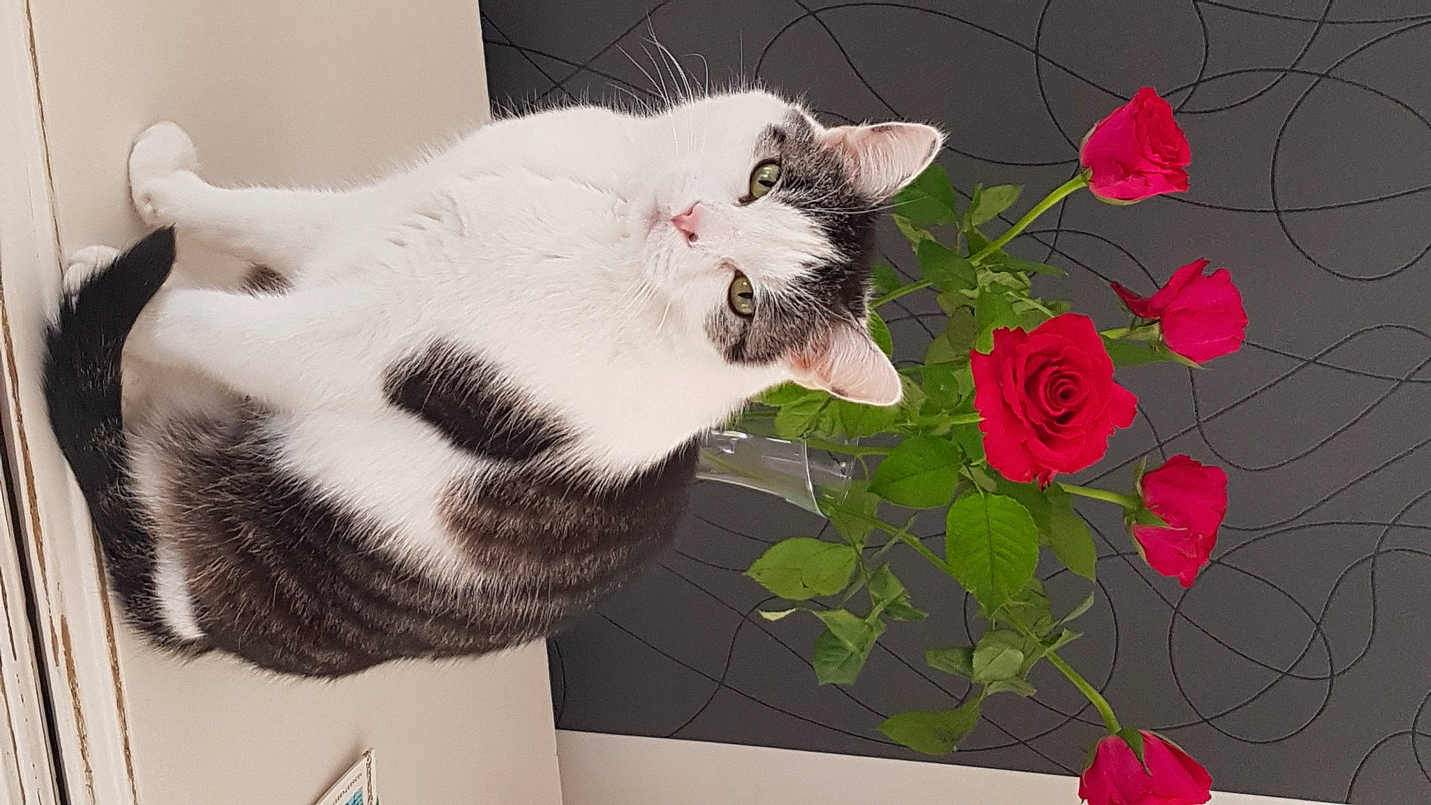 Chips participe au concours pour gagner de l'argent avec cette photo : carmine, carnivore, cat, domestic_short_haired_cat, felidae, flower, flowering_plant, fur, petal, plant, rose, rose_family, rose_order, small_to_medium_sized_cats, snout, tail, textile, vertebrate, whiskers, window