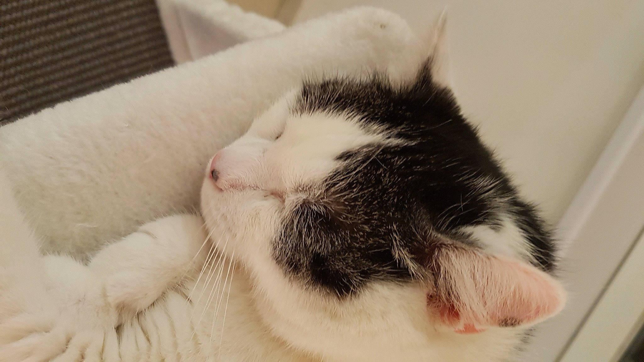 Chips a rejoint le concours — aidez-le/la à gagner de superbes lots ! carnivore, cat, claw, comfort, domestic_short_haired_cat, ear, eye, felidae, foot, fur, head, nap, paw, sleep, small_to_medium_sized_cats, snout, tail, terrestrial_animal, whiskers