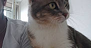 Mouna participe au concours pour gagner de l'argent avec cette photo : cat, closeup, companion, cute, ears, feline, fluffy, fur, gray_and_white, home, indoor, longhaired, nose, person, pet, portrait, sitting, tabby, whiskers, yellow_eyes