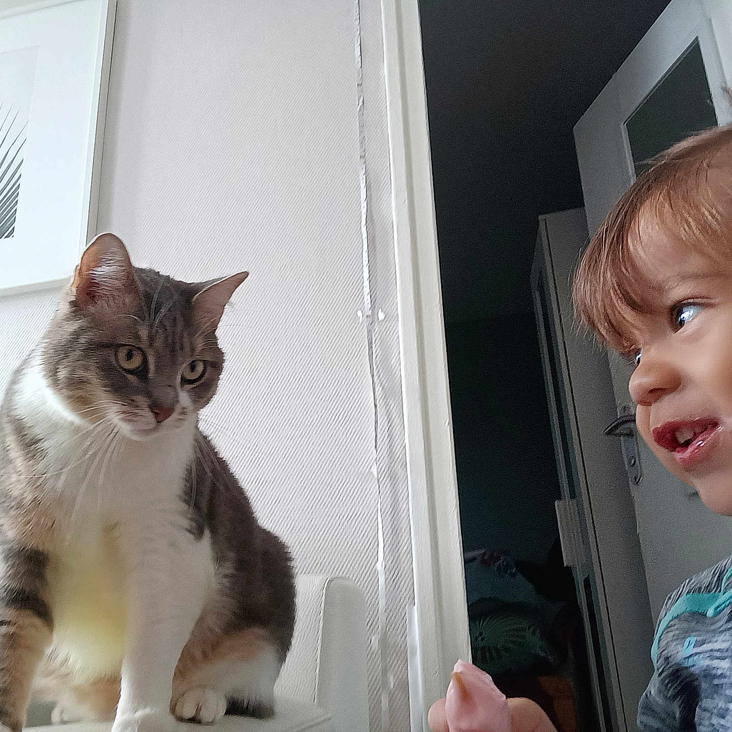 Mouna a rejoint le concours — aidez-le/la à gagner de superbes lots ! cat, child, indoors, portrait, closeup, sitting, whiskers, striped_fur, white_fur, tabby, pet, human, face, eyes, curious, window, doorway, home, natural_light, interaction