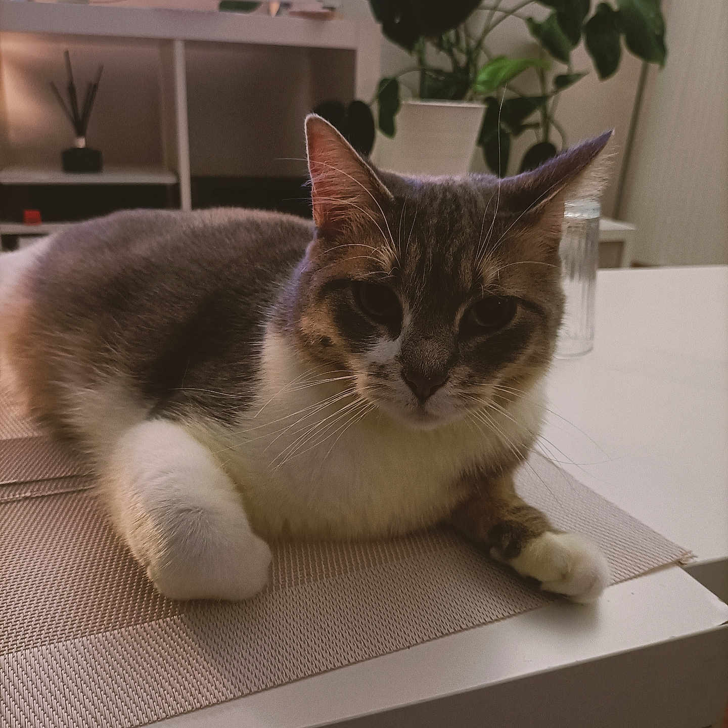 Mouna a rejoint le concours — aidez-le/la à gagner de superbes lots ! animal, blue_eyes, cat, close_up, ears, feline, gray_fur, home_decor, houseplant, indoor, living_room, lying_down, pet, placemat, portrait, relaxed, table, television, whiskers, white_fur