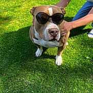 Tyga participe au concours pour gagner de l'argent avec cette photo : dog, sunglasses, grass, person, outdoor, pet, sunlight, shadow, brown_and_white, canine, summer, casual, fashion, animal, companion, cute, funny, friendly, playful, portrait
