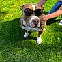dog, sunglasses, grass, person, outdoor, pet, sunlight, shadow, brown_and_white, canine, summer, casual, fashion, animal, companion, cute, funny, friendly, playful, portrait