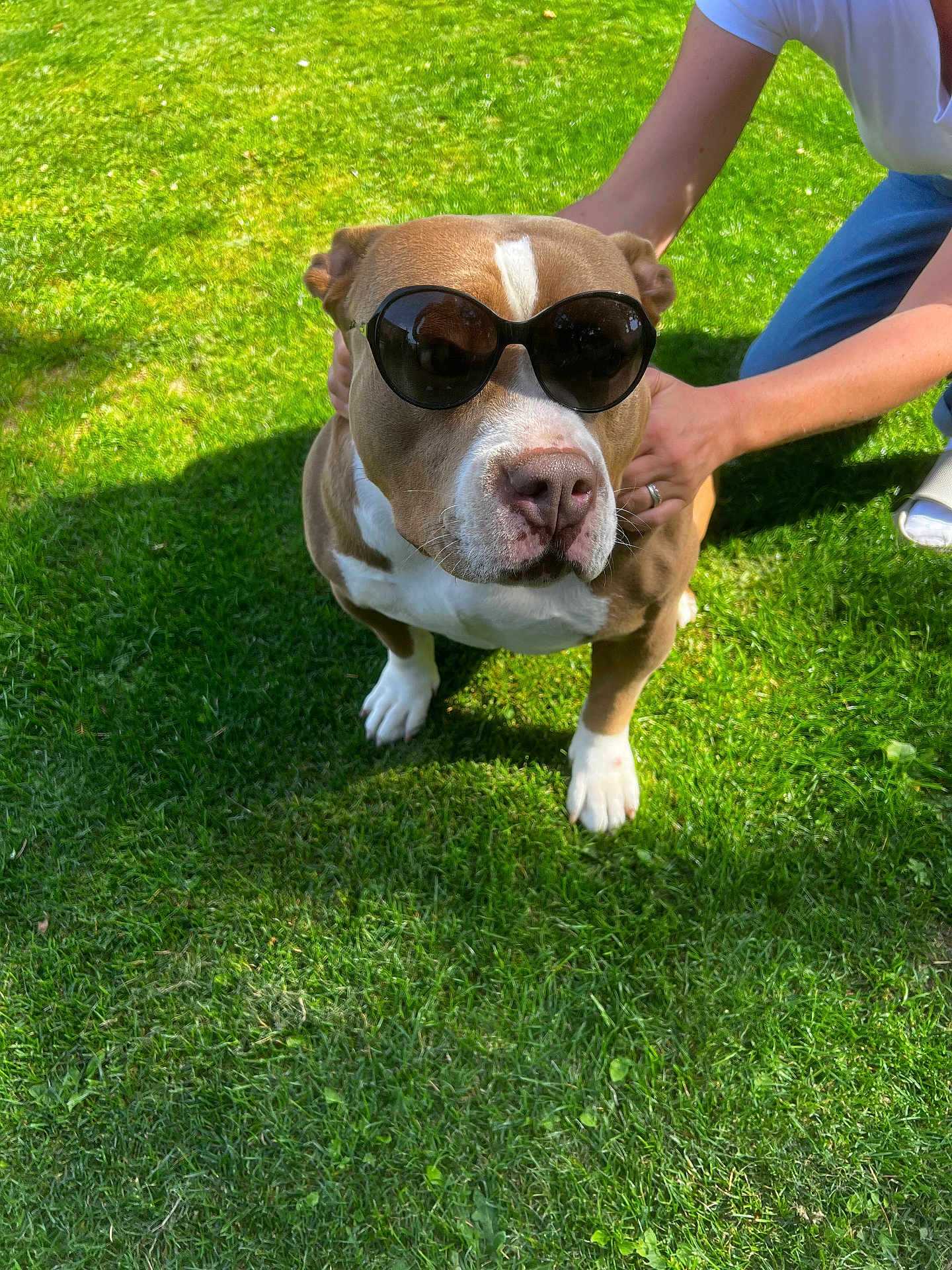 Tyga participe au concours pour gagner de l'argent avec cette photo : dog, sunglasses, grass, person, outdoor, pet, sunlight, shadow, brown_and_white, canine, summer, casual, fashion, animal, companion, cute, funny, friendly, playful, portrait