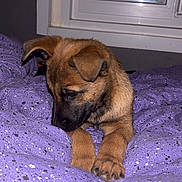 Ayko a rejoint le concours — aidez-le/la à gagner de superbes lots ! animal, bed, blanket, comfort, cozy, curious, cute, dog, ears, fur, home, indoor, paws, pet, puppy, purple, resting, sleepy, window, young