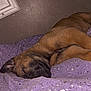 Ayko participe au concours pour gagner de l'argent avec cette photo : animal, bed, blanket, brown_fur, calm, closeup, cozy, dog, fur, indoor, nap, peaceful, pet, puppy, purple_blanket, quiet, relaxation, resting, sleeping, soft_lighting