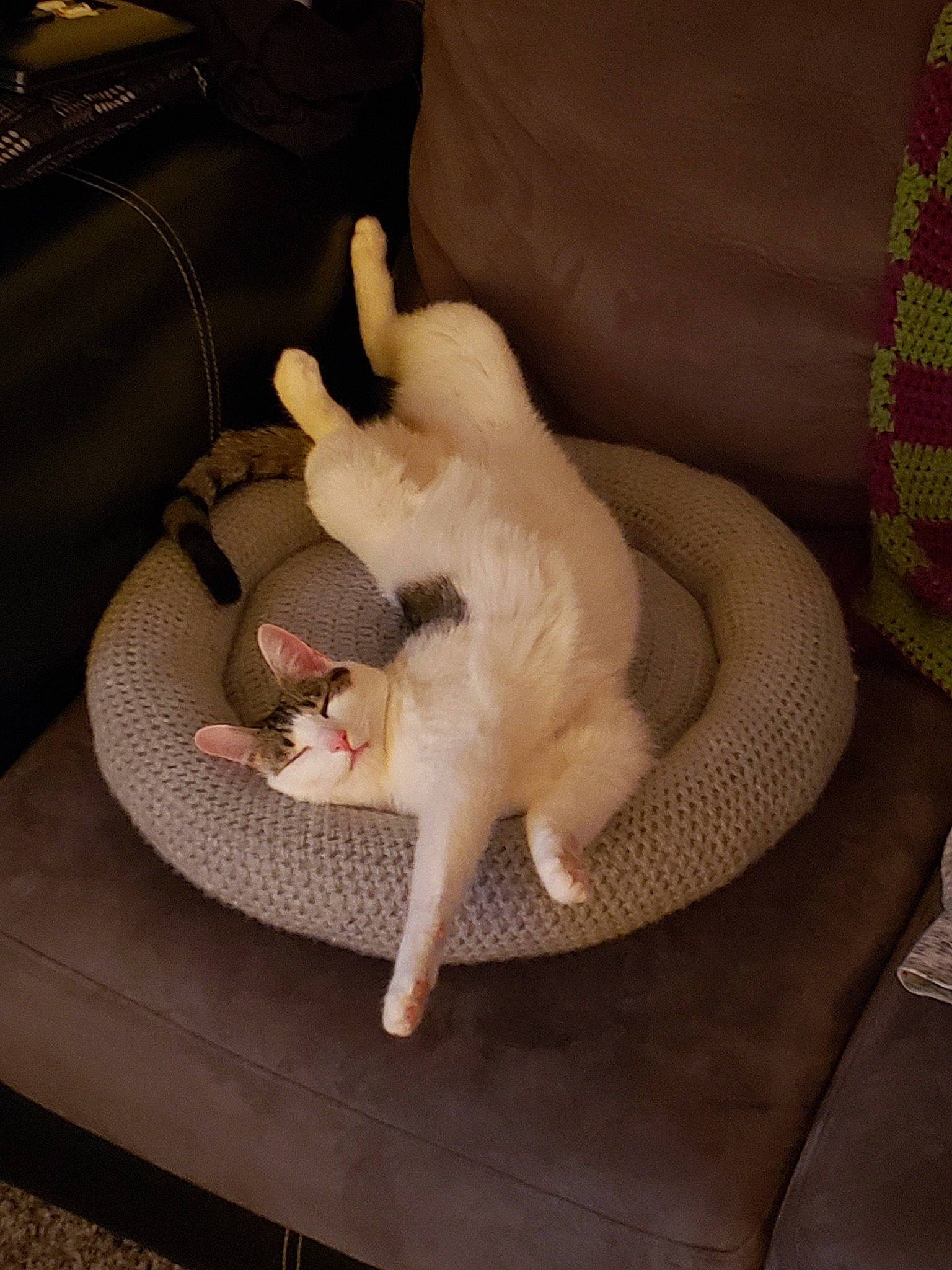 Etta is registered to the contest to win money with this photo: burmilla, canidae, carnivore, cat, colorpoint_shorthair, cornish_rex, fawn, felidae, khao_manee, paw, small_to_medium_sized_cats, tail