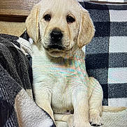 Boby participe au concours pour gagner de l'argent avec cette photo : puppy, dog, labrador, yellow_lab, blanket, checkered_pattern, indoor, pet, cute, fur, animal, young_dog, sitting, cozy, nose, ears, paw, tail, resting, portrait