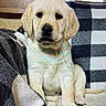 puppy, dog, labrador, yellow_lab, blanket, checkered_pattern, indoor, pet, cute, fur, animal, young_dog, sitting, cozy, nose, ears, paw, tail, resting, portrait