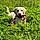 Boby