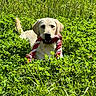Boby participe au concours pour gagner de l'argent avec cette photo : dog, labrador, yellow_labrador, pet, animal, grass, field, greenery, outdoor, nature, toy, rope_toy, playful, canine, summer, sunlight, happy, cheerful, lying_down, daytime