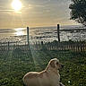 Boby a rejoint le concours — aidez-le/la à gagner de superbes lots ! dog, grass, sunset, fence, water, sky, clouds, tree, sun, reflection, nature, outdoor, animal, pet, calm, relaxing, landscape, scenic, golden_hour, peaceful