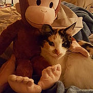 Lulu Lemon is registered to the contest to win money with this photo: animal, bed, blanket, calico_cat, cat, closeup, comfort, cozy, cuddle, furniture, home, indoor, lamp, monkey, pet, plush_toy, relaxing, soft_lighting, stuffed_animal, warm_colors